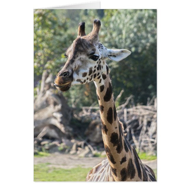 Giraffe (Voorkant)