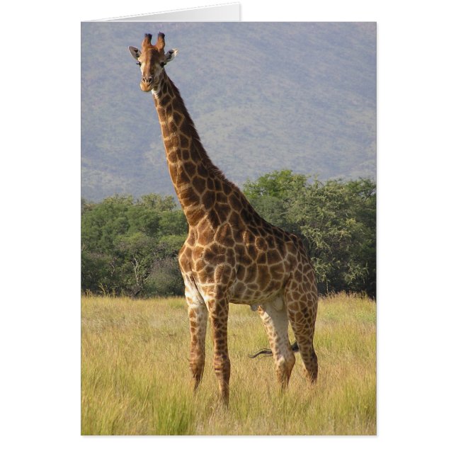 Giraffe (Voorkant)