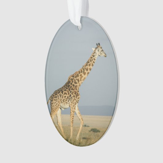 Giraffe (devant)