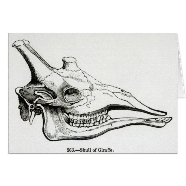 Giraffe (Voorkant Horizontaal)
