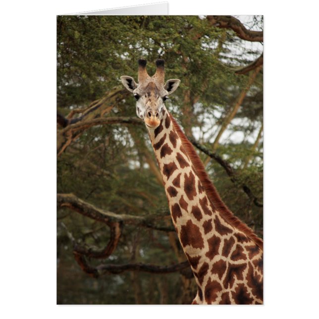 Giraffe (Voorkant)