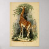 Giraffe (1849) poster (Voorkant)