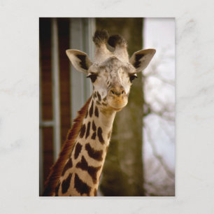 Giraffe 2013 Agenda Foto Briefkaart