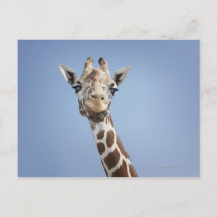 GIRAFFE 2 BRIEFKAART