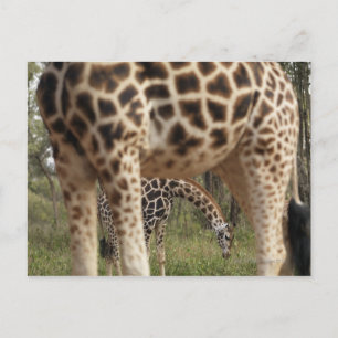 GIRAFFE 2 BRIEFKAART