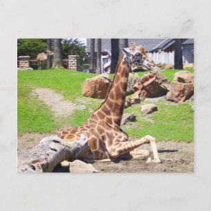GIRAFFE 3 BRIEFKAART