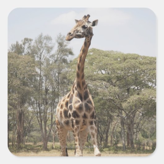 GIRAFFE 5 VIERKANTE STICKER (Voorkant)