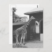 Giraffe à Londres carte postale originale (Devant / Derrière)