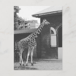 Giraffe à Londres carte postale originale