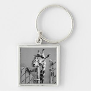 Giraffe achter fence Black & White-foto Sleutelhanger