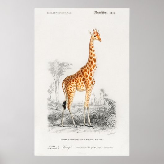 Giraffe afdruk poster (Voorkant)