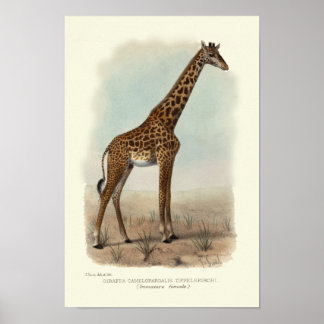 GIRAFFE AFDRUKKEN POSTER