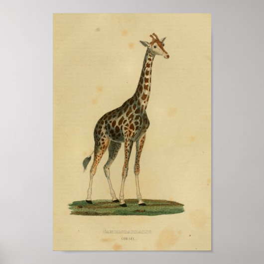 Giraffe Animal Art print natuurgeschiedenis (Voorkant)