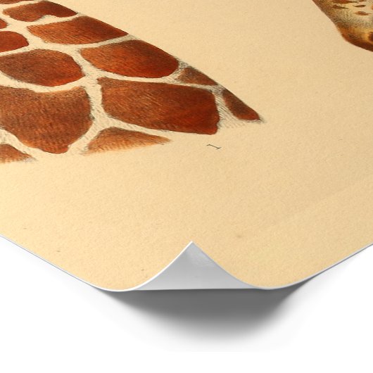 Giraffe Animal Art print natuurgeschiedenis (Hoek)
