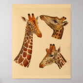 Giraffe Animal Art print natuurgeschiedenis (Voorkant)