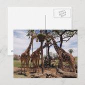 Giraffe Attack Briefkaart (Voorkant / Achterkant)