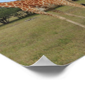 Giraffe bij Fossil Rim Poster (Hoek)