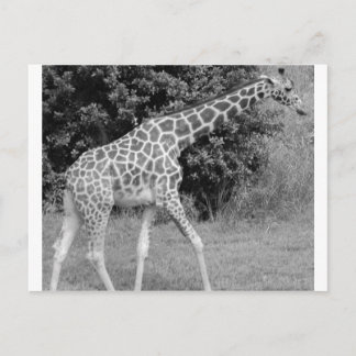 giraffe briefkaart