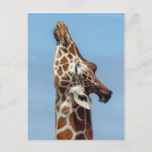 Giraffe Briefkaart