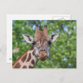 Giraffe Briefkaart (Voorkant / Achterkant)