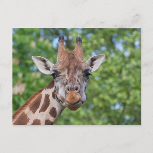Giraffe Briefkaart (Voorkant)