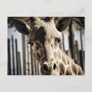 Giraffe Briefkaart