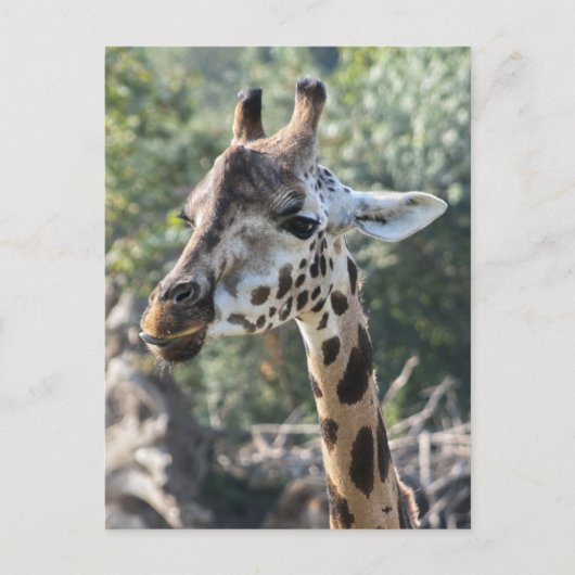 Giraffe Briefkaart (Voorkant)
