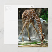 Giraffe Briefkaart (Voorkant / Achterkant)