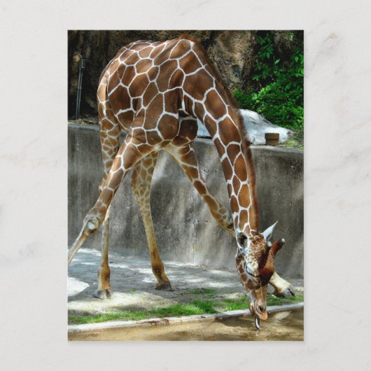 Giraffe Briefkaart (Voorkant)