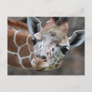 Giraffe Briefkaart