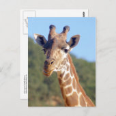 Giraffe Briefkaart (Voorkant / Achterkant)