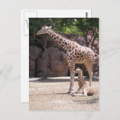 Giraffe Briefkaart (Voorkant / Achterkant)