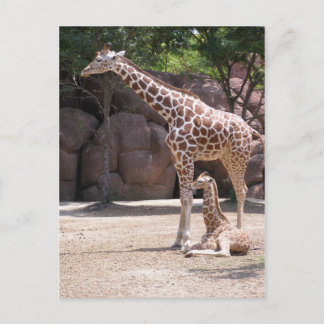 Giraffe Briefkaart