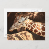 Giraffe Briefkaart (Voorkant / Achterkant)