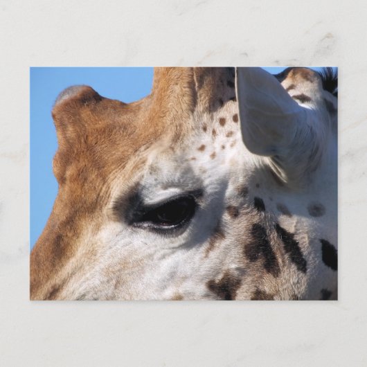 GIRAFFE BRIEFKAART (Voorkant)