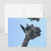 Giraffe Briefkaart (Voorkant / Achterkant)
