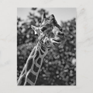 Giraffe Briefkaart