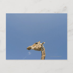 Giraffe Briefkaart