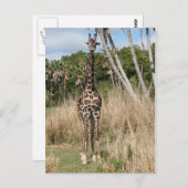Giraffe Briefkaart (Voorkant / Achterkant)