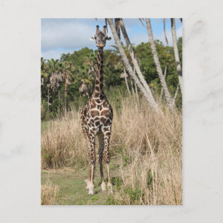 Giraffe Briefkaart