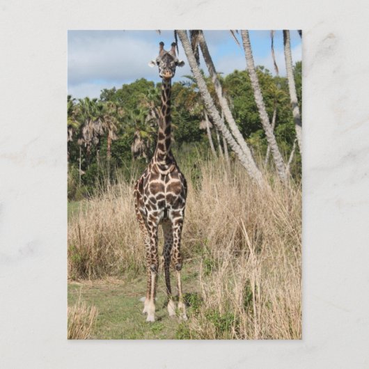 Giraffe Briefkaart (Voorkant)