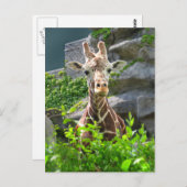 Giraffe Briefkaart (Voorkant / Achterkant)