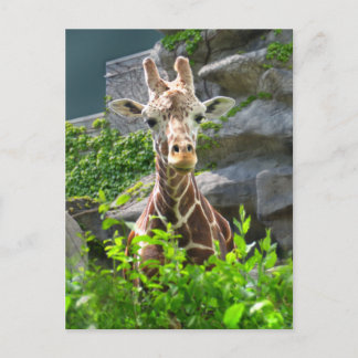 Giraffe Briefkaart
