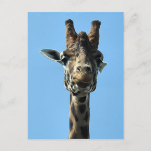 GIRAFFE BRIEFKAART