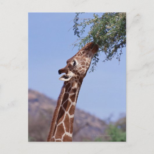Giraffe Briefkaart (Voorkant)
