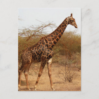 Giraffe Briefkaart
