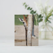 Giraffe Briefkaart (Staand voorkant)