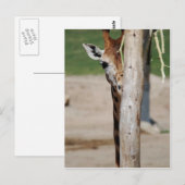 Giraffe Briefkaart (Voorkant / Achterkant)