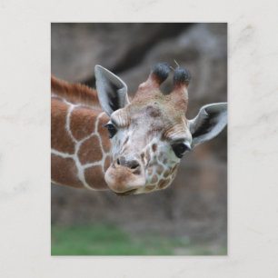 Giraffe Briefkaart