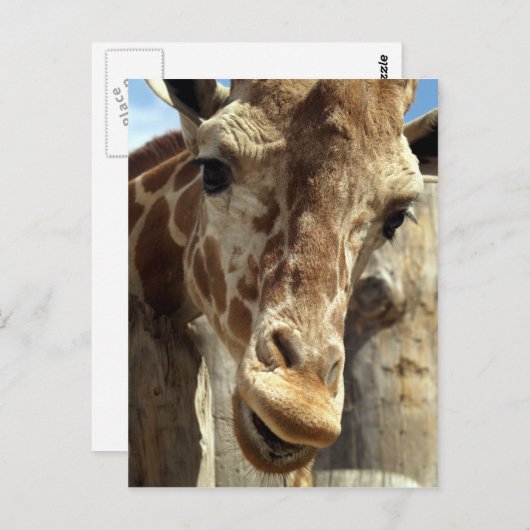 giraffe briefkaart (Voorkant / Achterkant)